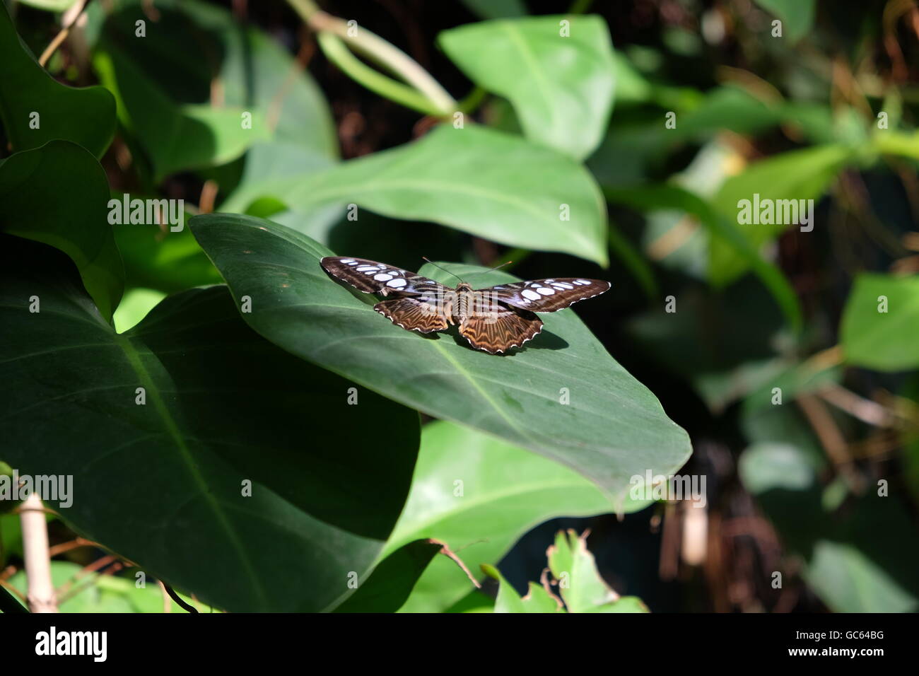 A Tirumala Hamata in Singapore Stock Photo - Alamy