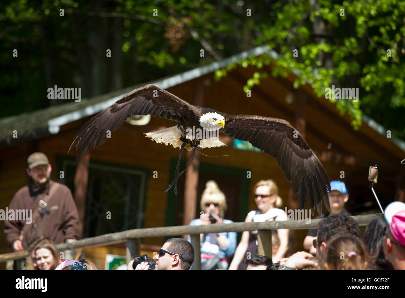 People watching bald eagle (haliaeetus leucocephalus) during birds of prey show. Ustron. Poland. Stock Photo