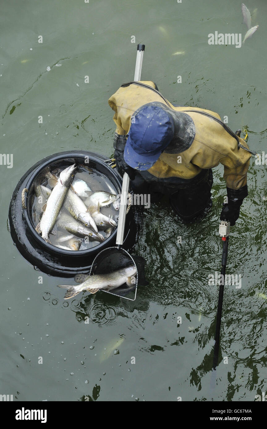 Fisherman collect fish in buckets after using an electric current induction method to catch them. Stock Photo