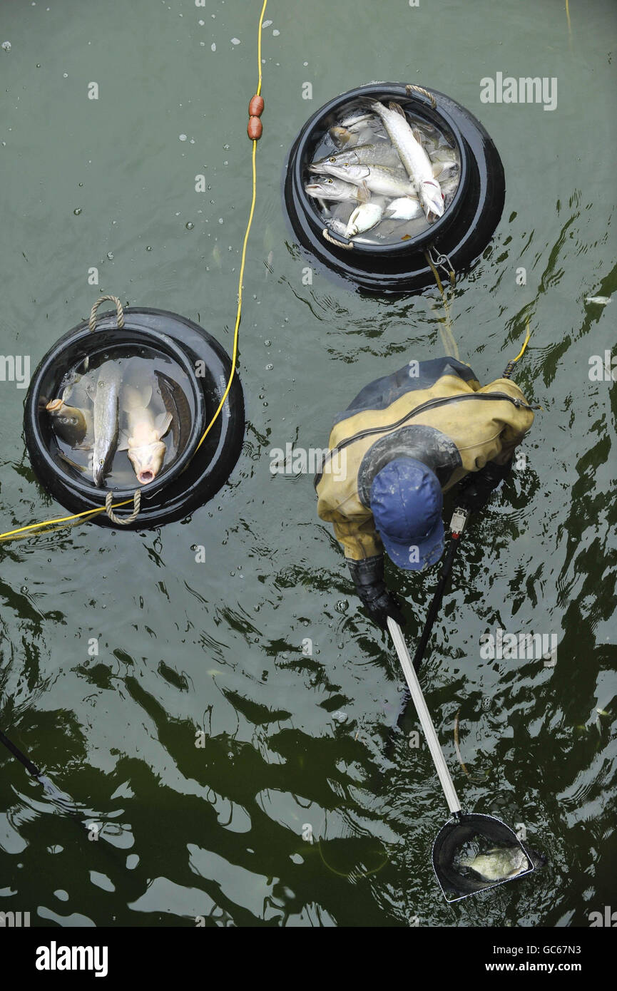 Fisherman collect fish in buckets after using an electric current induction method to catch them. Stock Photo