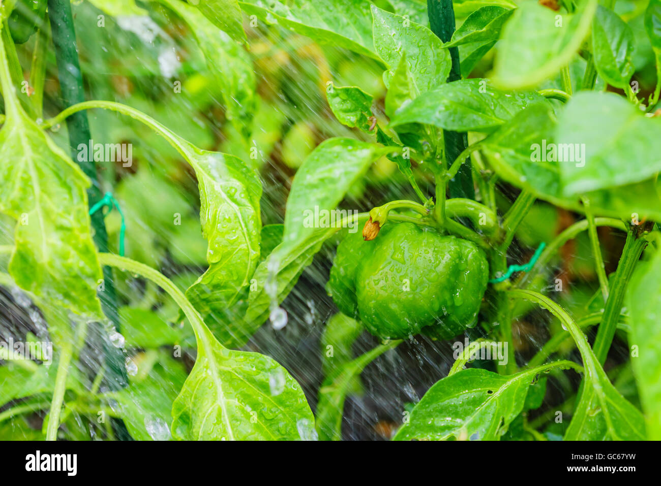 Growing pepper in farm garden at Los Angeles Stock Photo