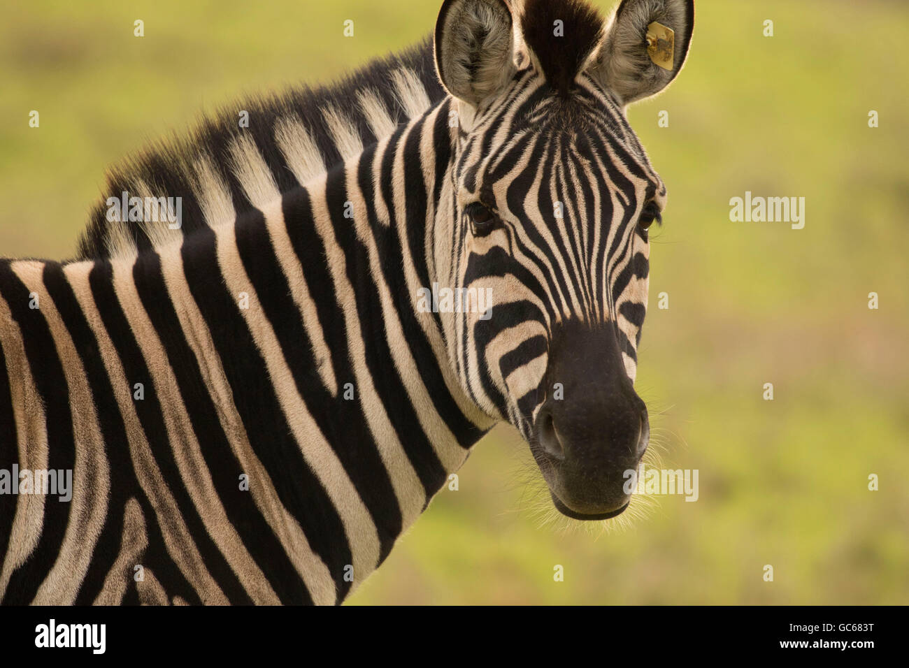 Damara zebra, Wildlife Safari, Winston, Douglas County, Oregon Stock Photo  - Alamy