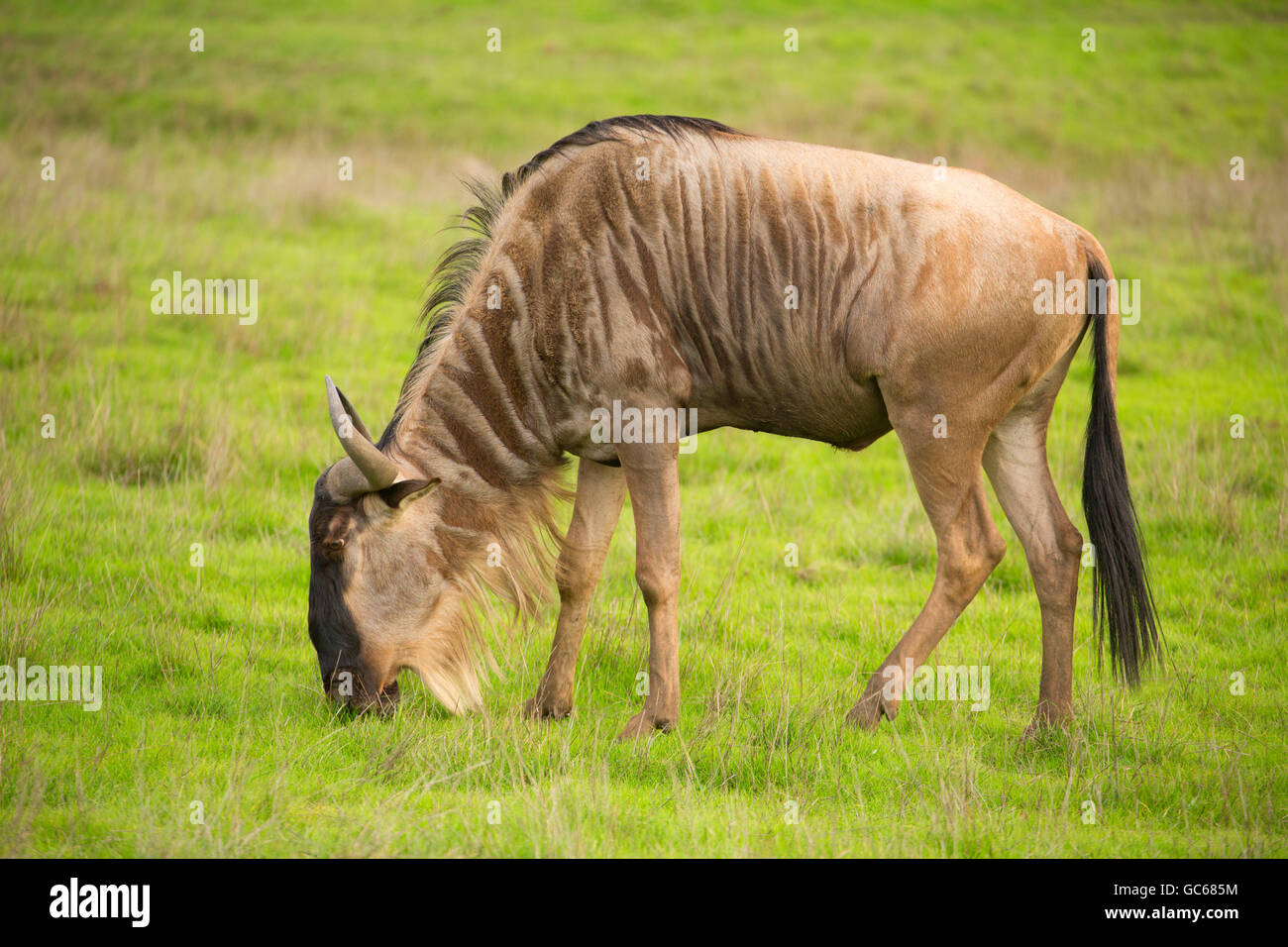 Brindled Wildebeest (Connochaetes taurinus), Wildlife Safari, Winston, Oregon Stock Photo