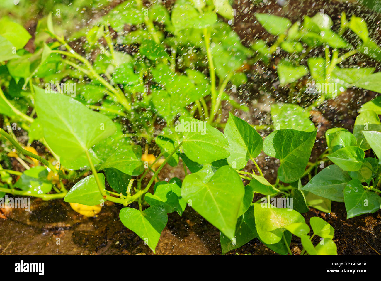 Growing Sweet potato leaves in farm garden at Los Angeles Stock Photo