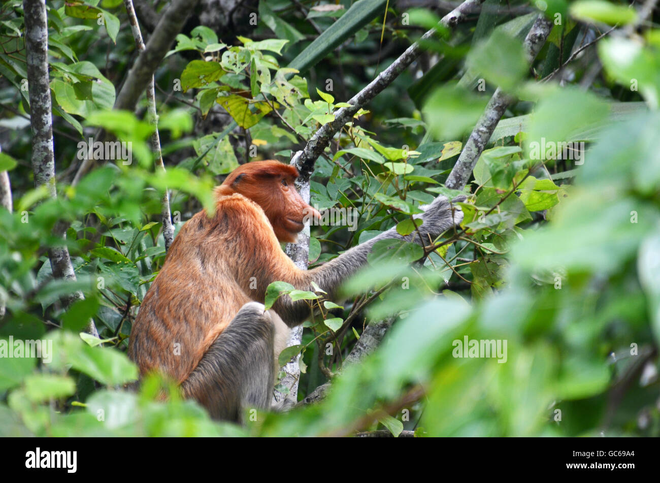 Proboscis monkey (Nasalis larvatus), Bako National Park, Sarawak, Borneo, Malaysia Stock Photo