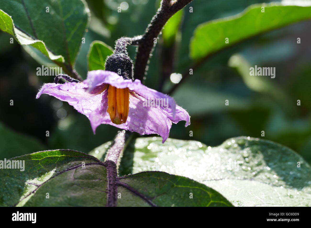 Growing eggplant in farm garden at Los Angeles Stock Photo