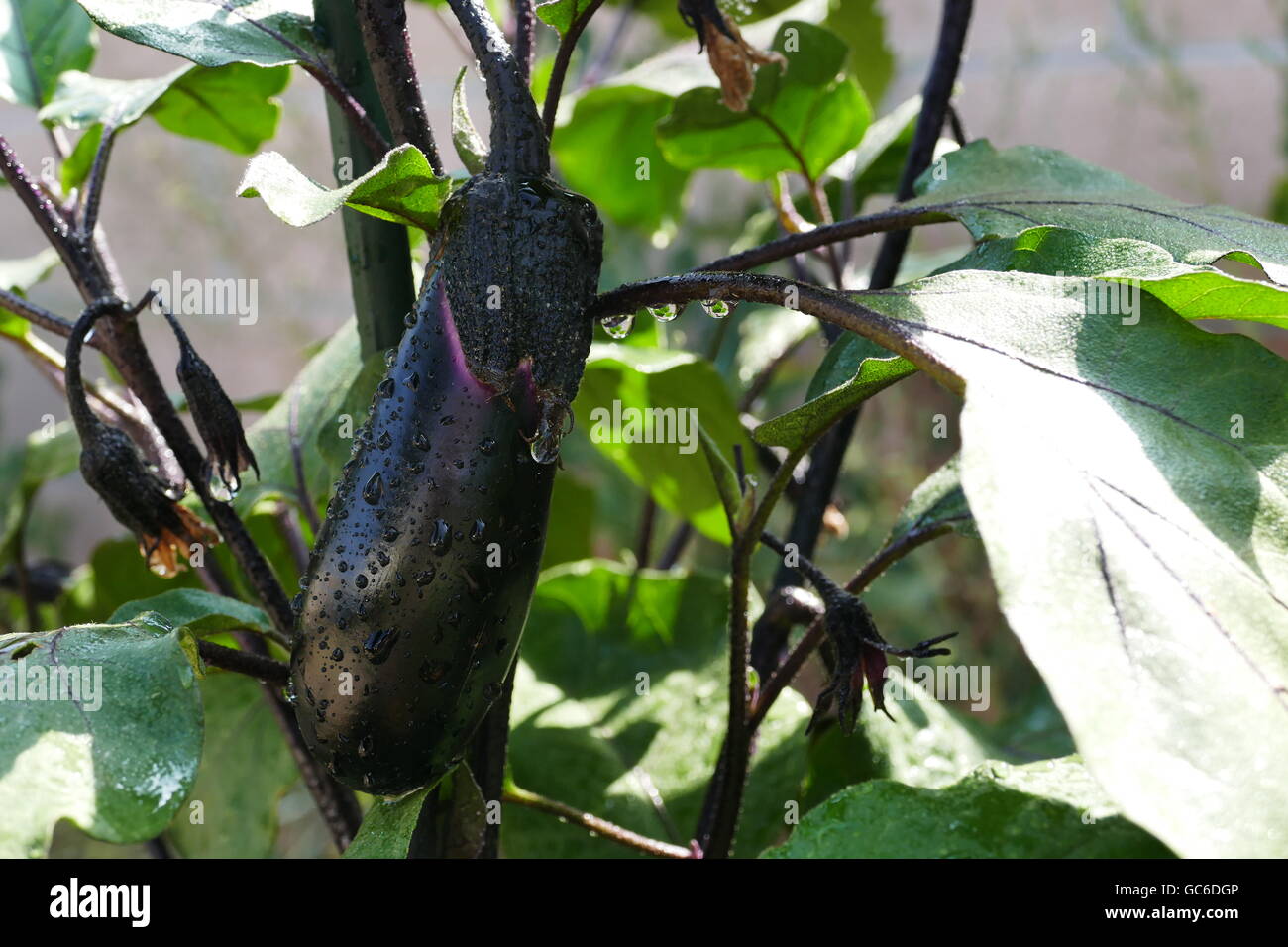 Growing eggplant in farm garden at Los Angeles Stock Photo