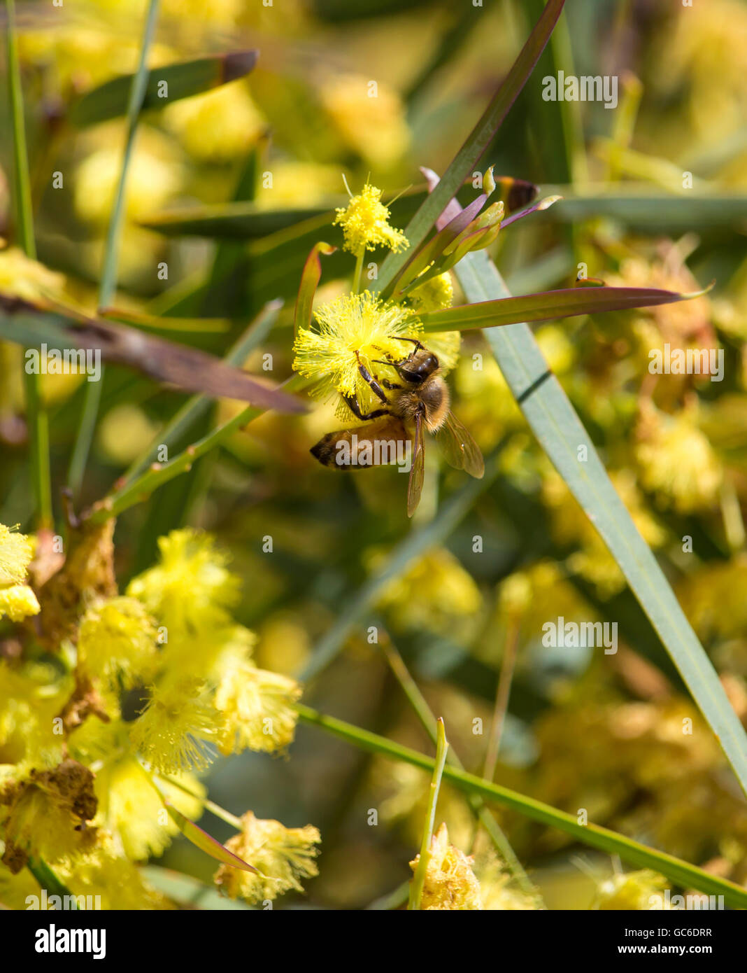 Honey bee gathering pollen from beautiful fluffy fragrant West Australian wattle acacia species blooming on a sunny morning in early winter. Stock Photo
