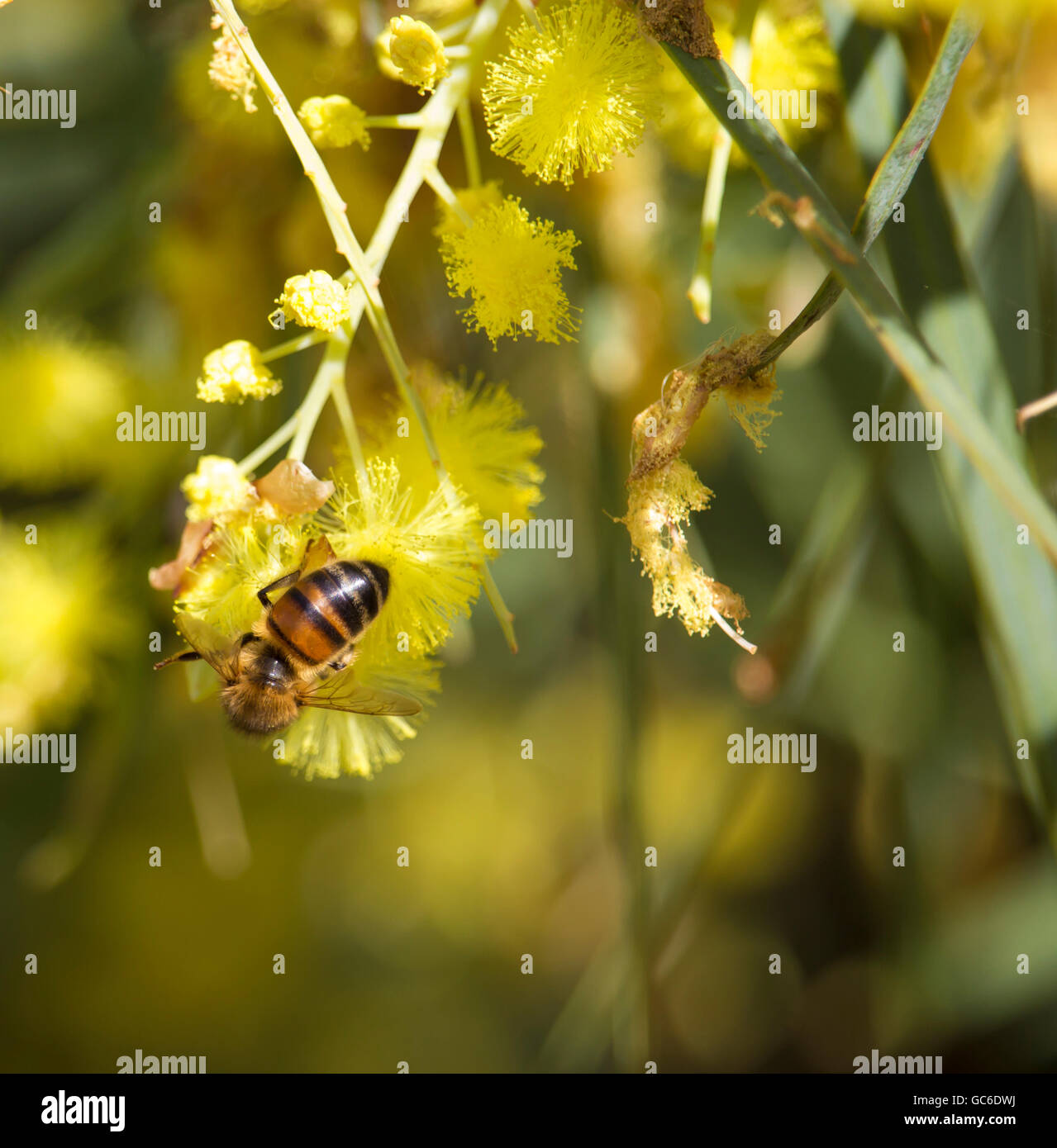 Honey bee gathering pollen from beautiful fluffy fragrant West