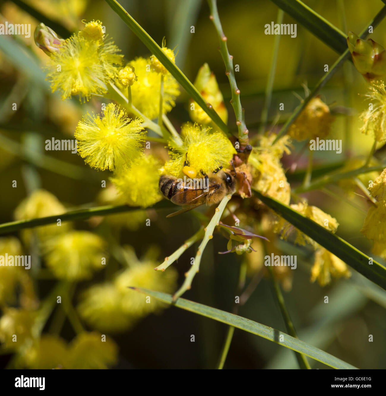 Honey bee gathering pollen from beautiful fluffy fragrant West Australian wattle acacia species blooming on a sunny morning in early winter. Stock Photo