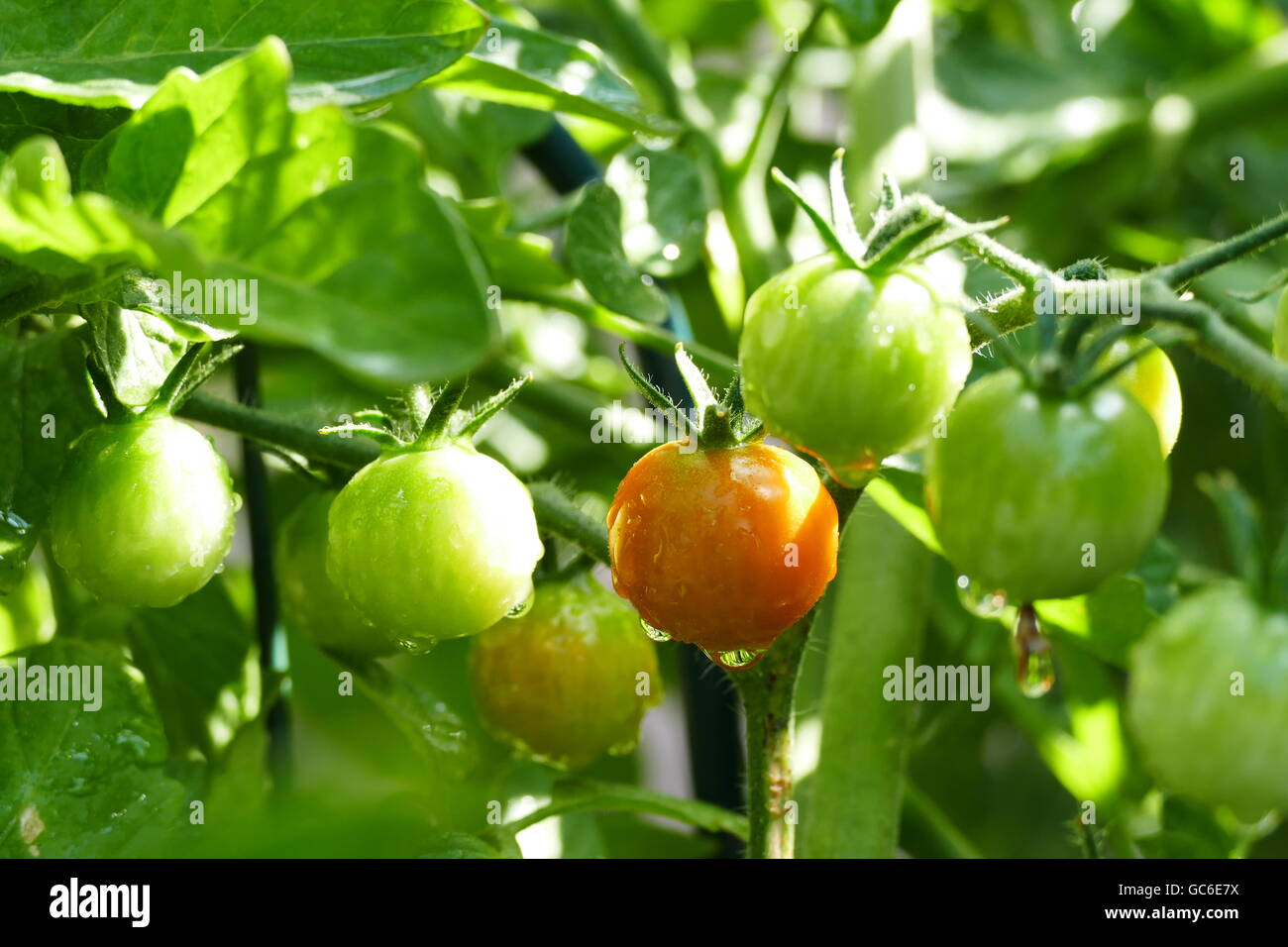 Growing tomato in farm garden at Los Angeles Stock Photo