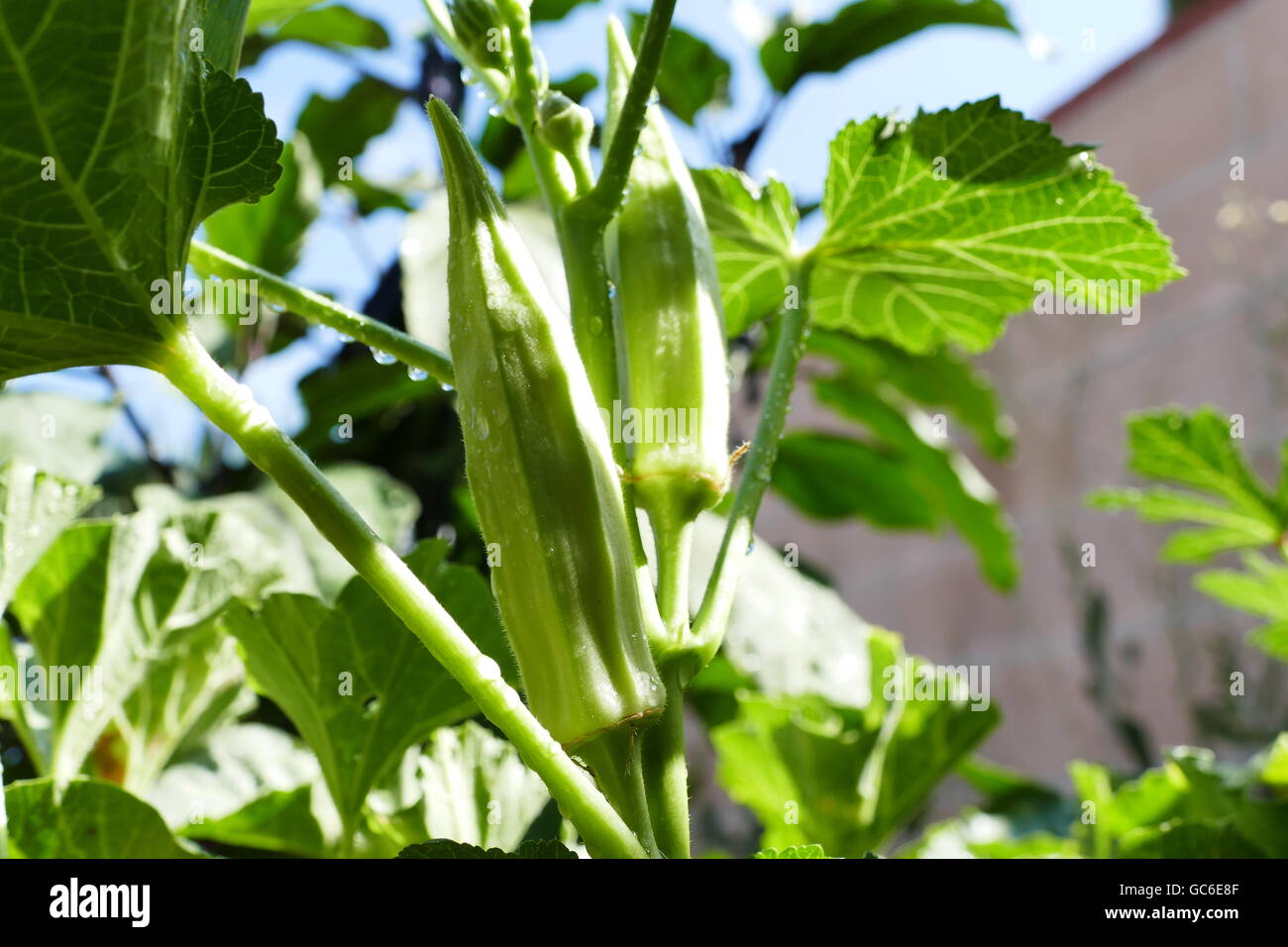 Growing Okra in farm garden at Los Angeles Stock Photo