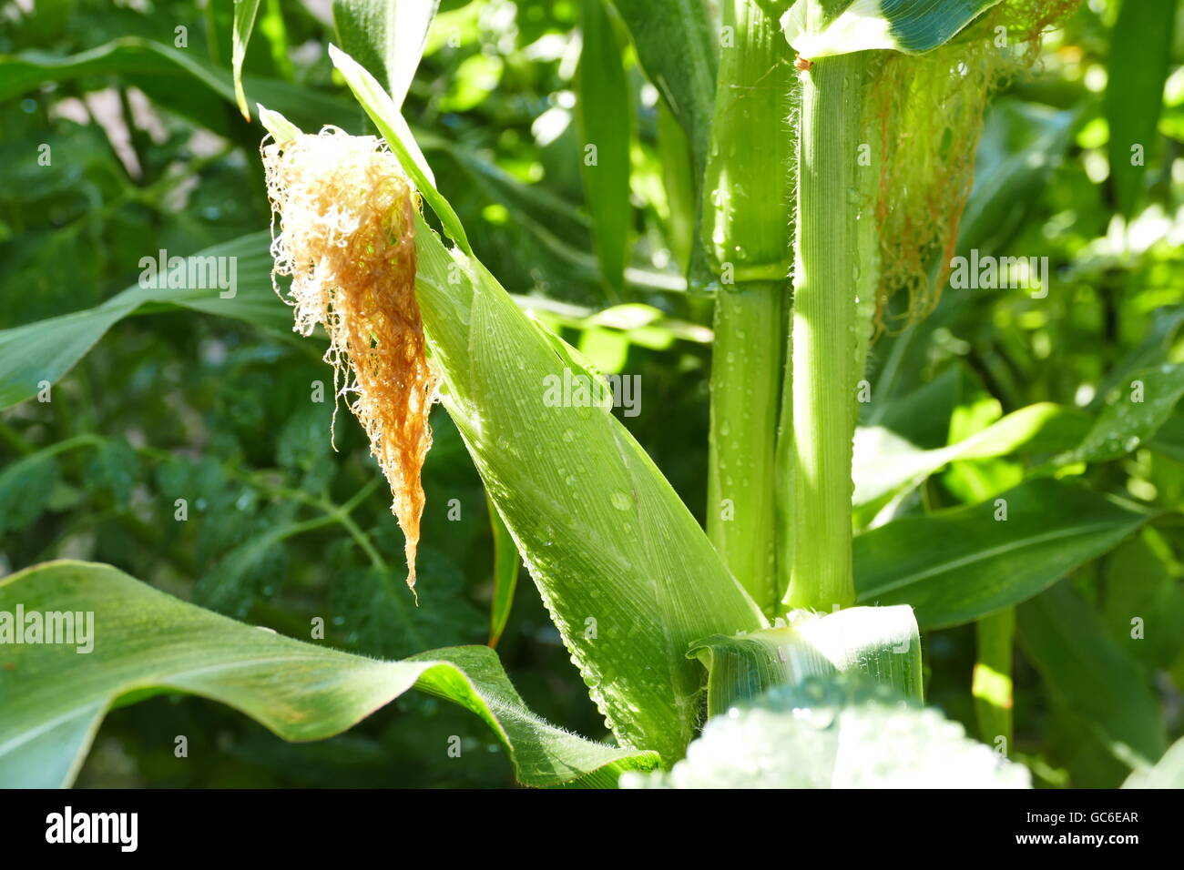 Growing corn in farm garden at Los Angeles Stock Photo