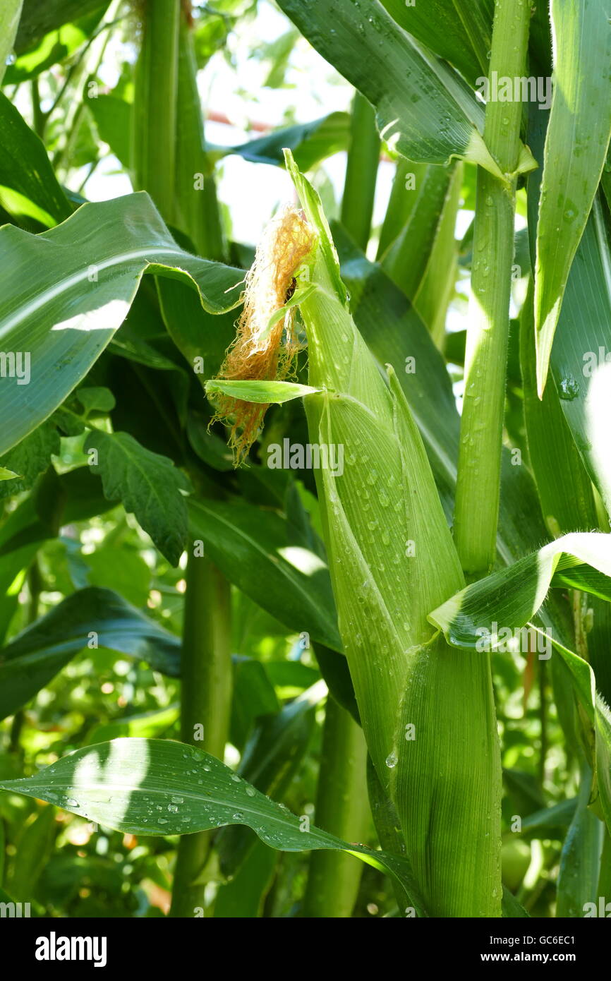 Growing corn in farm garden at Los Angeles Stock Photo