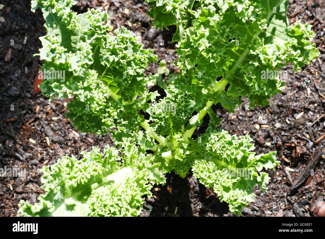 Growing kale in farm garden at Los Angeles Stock Photo