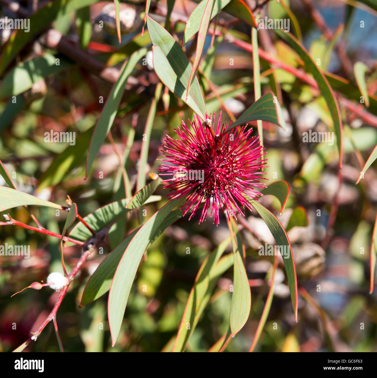 Spiky pink blooms of pincushion hakea , hakea laurina, a West Australian native  shrubby small tree flowering in early  winter attracts bees and birds. Stock Photo