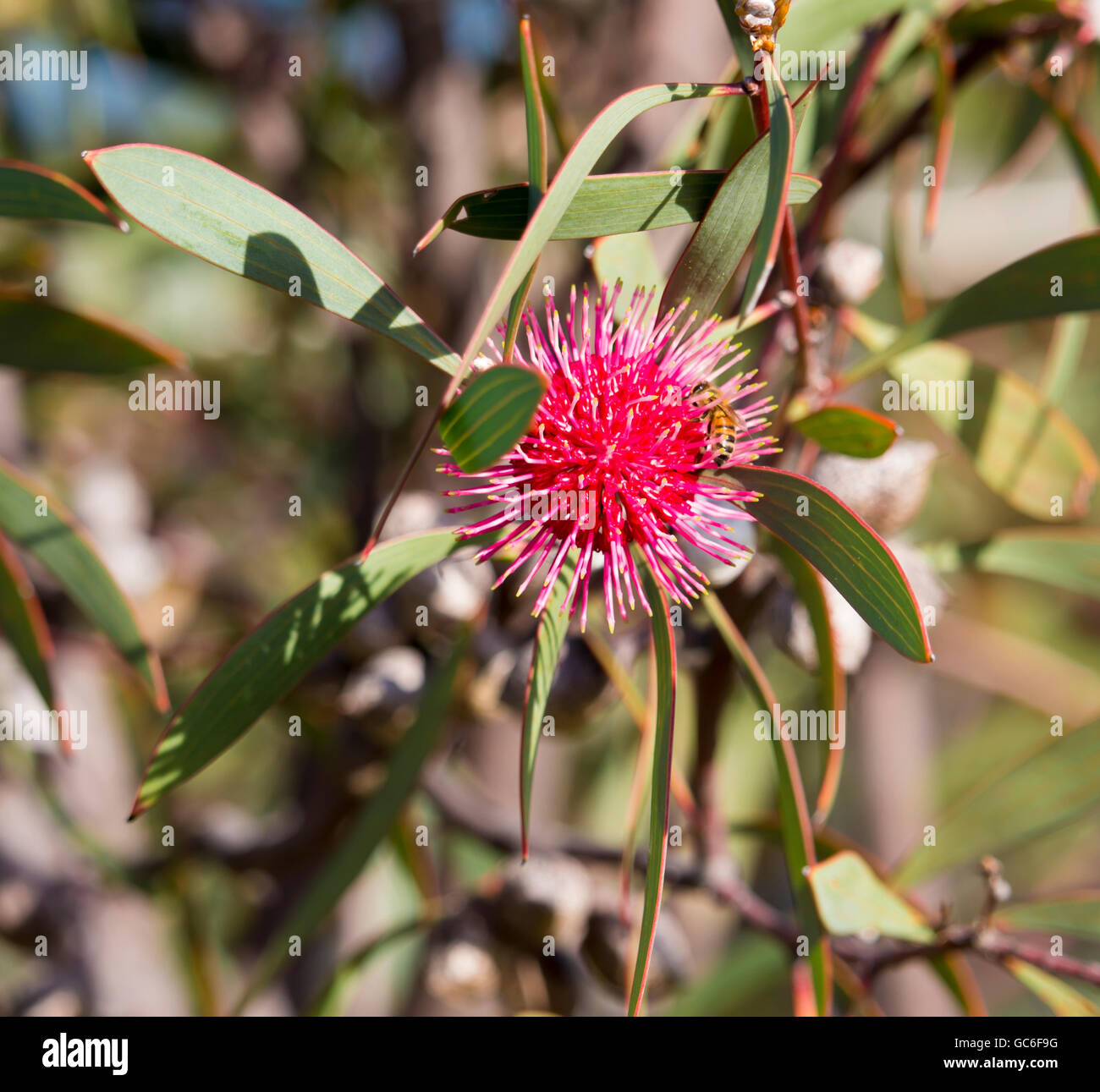 Spiky pink blooms of pincushion hakea , hakea laurina, a West Australian native  shrubby small tree flowering in early  winter attracts bees and birds. Stock Photo