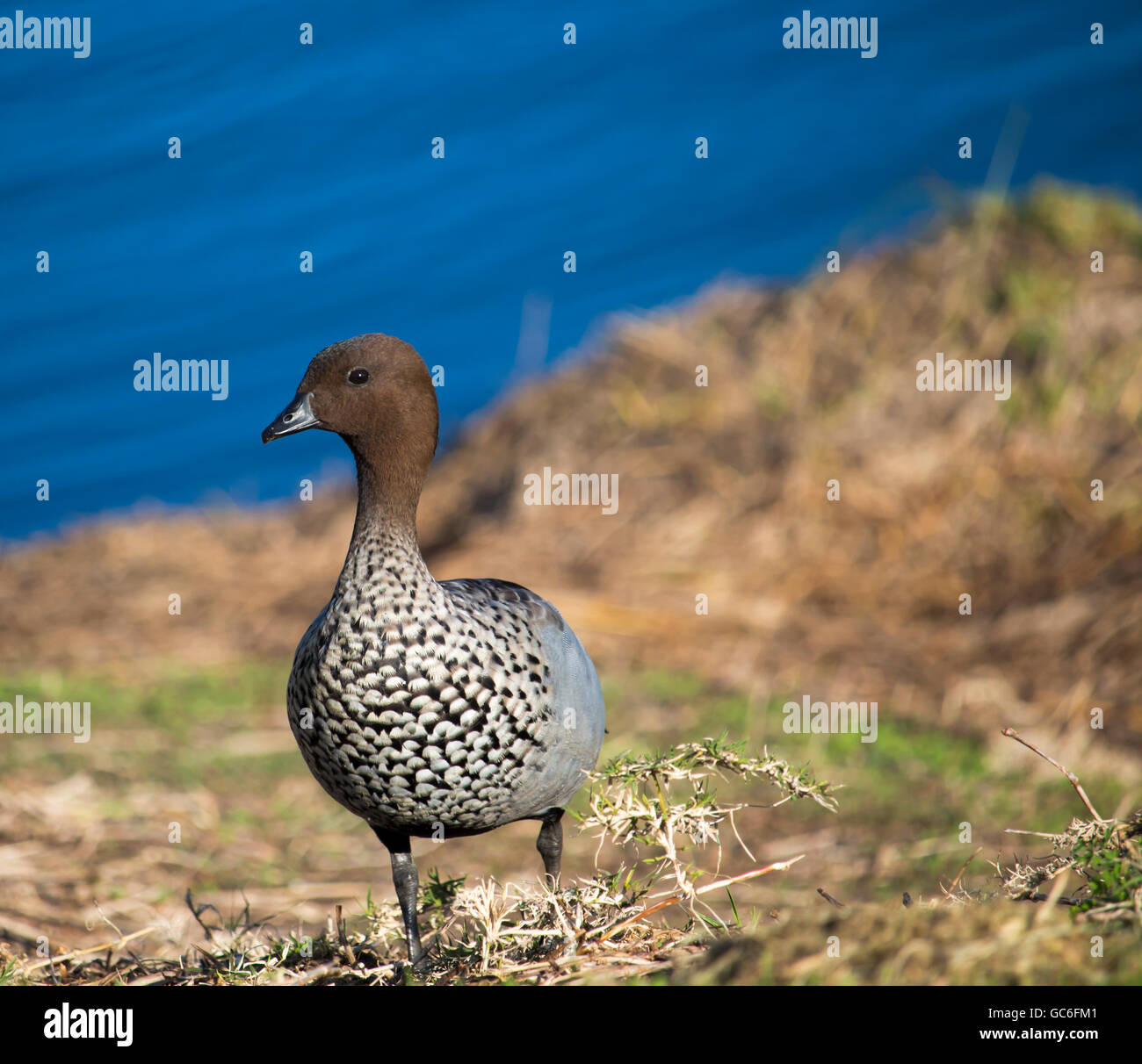 Pretty elusive shy brown Australian wood duck jubata eating