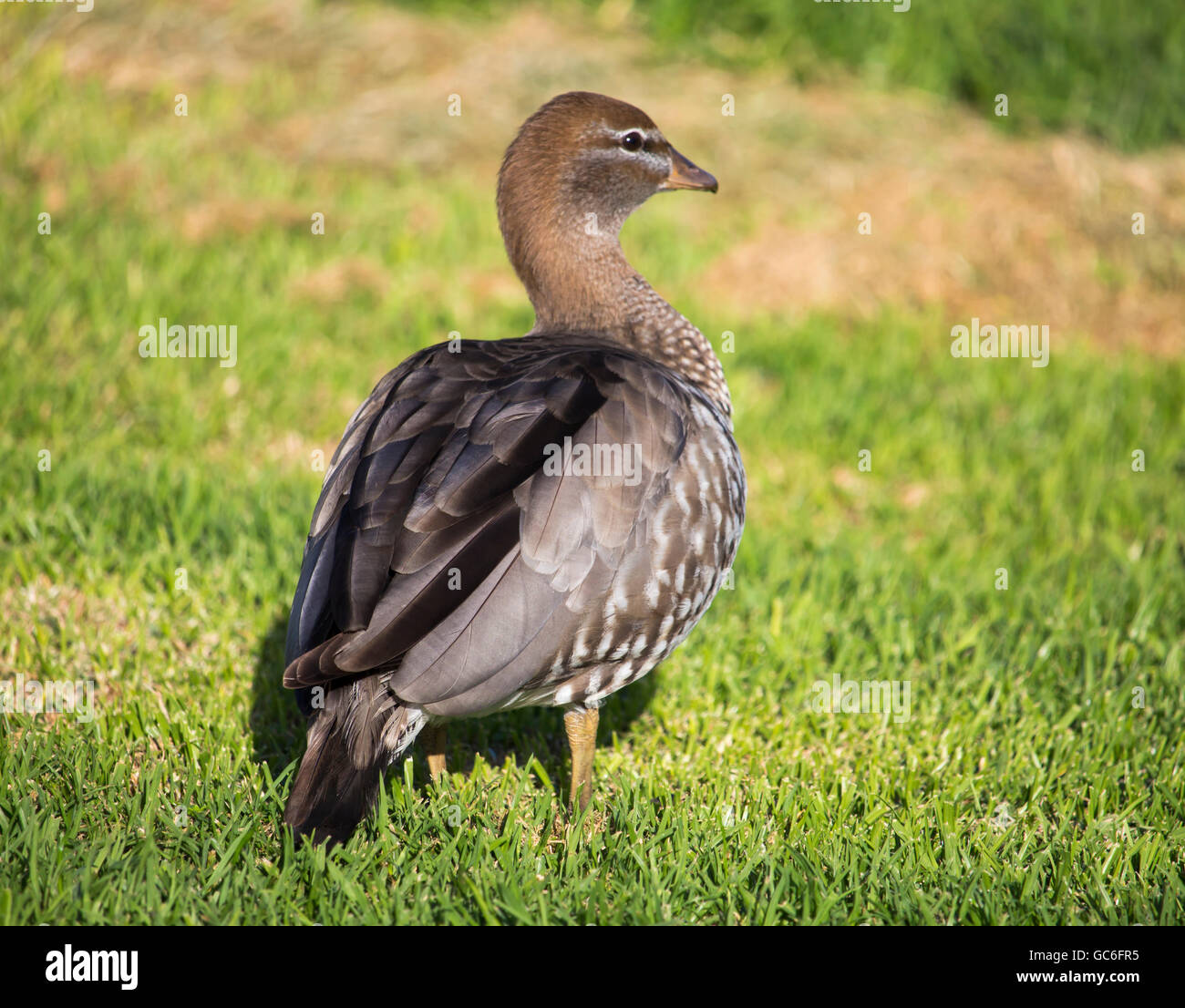 Pretty elusive shy brown Australian wood duck jubata eating