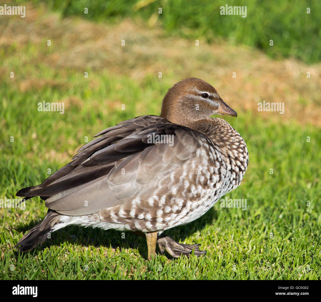 Male maned duck australia hires stock photography and images Alamy