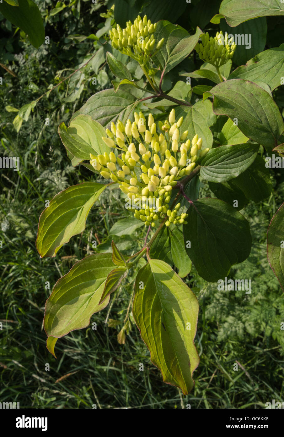 Flower buds of Common Dogwood, Cornus sanguinea Stock Photo Alamy
