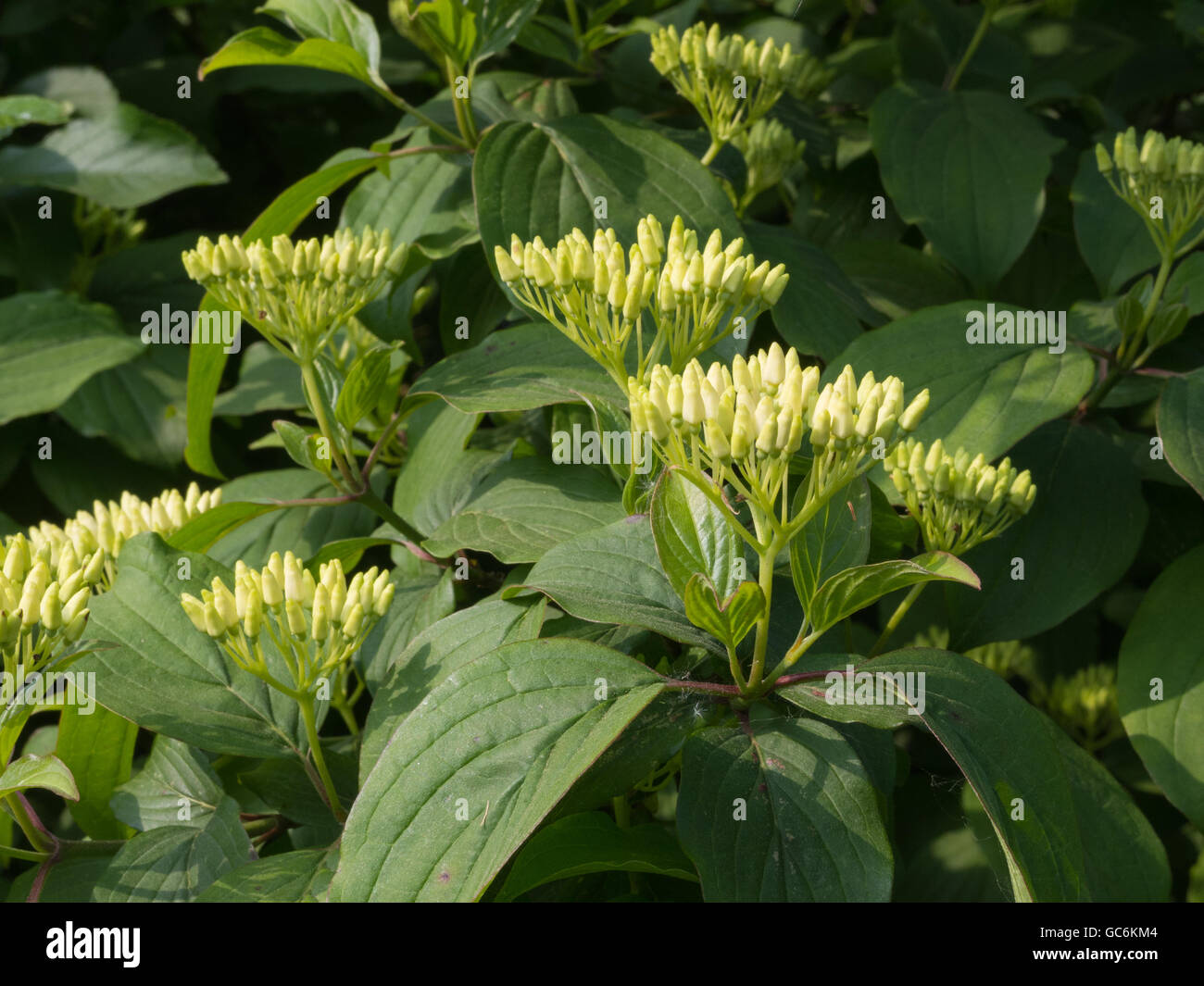 Flower buds of Common Dogwood, Cornus sanguinea Stock Photo Alamy