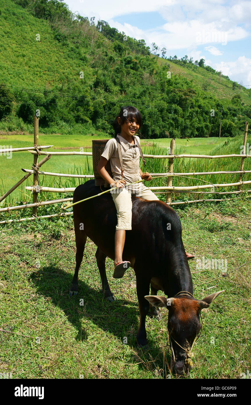 Asia children herd cow at country, kid illierate and they tend ox to help family,  VietNam Stock Photo