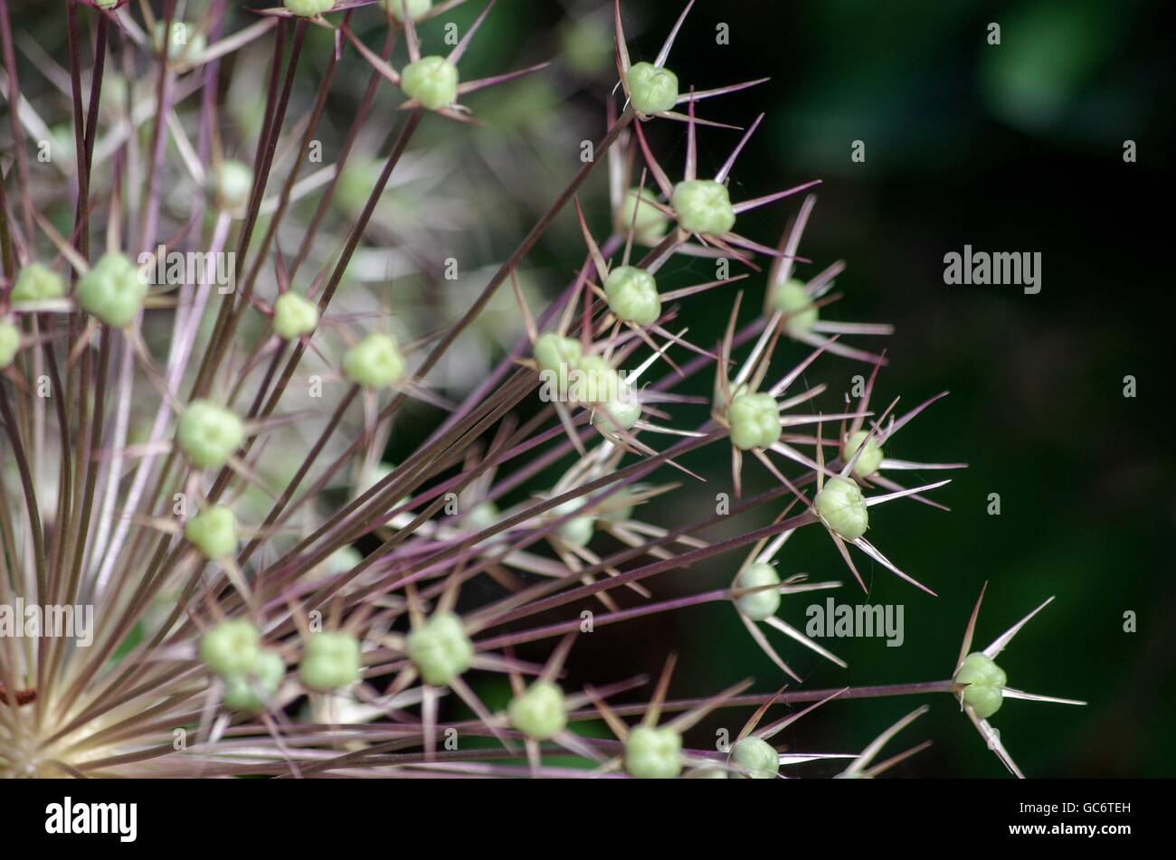 Spiky Flower/Plant Cortes Island, BC, Canada Stock Photo