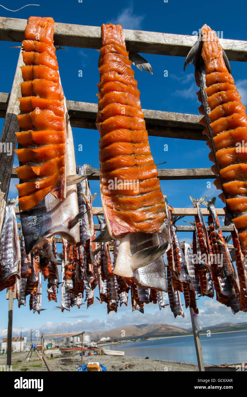 Alaska, Nome. Remote town of Teller, pink salmon drying on waterfront