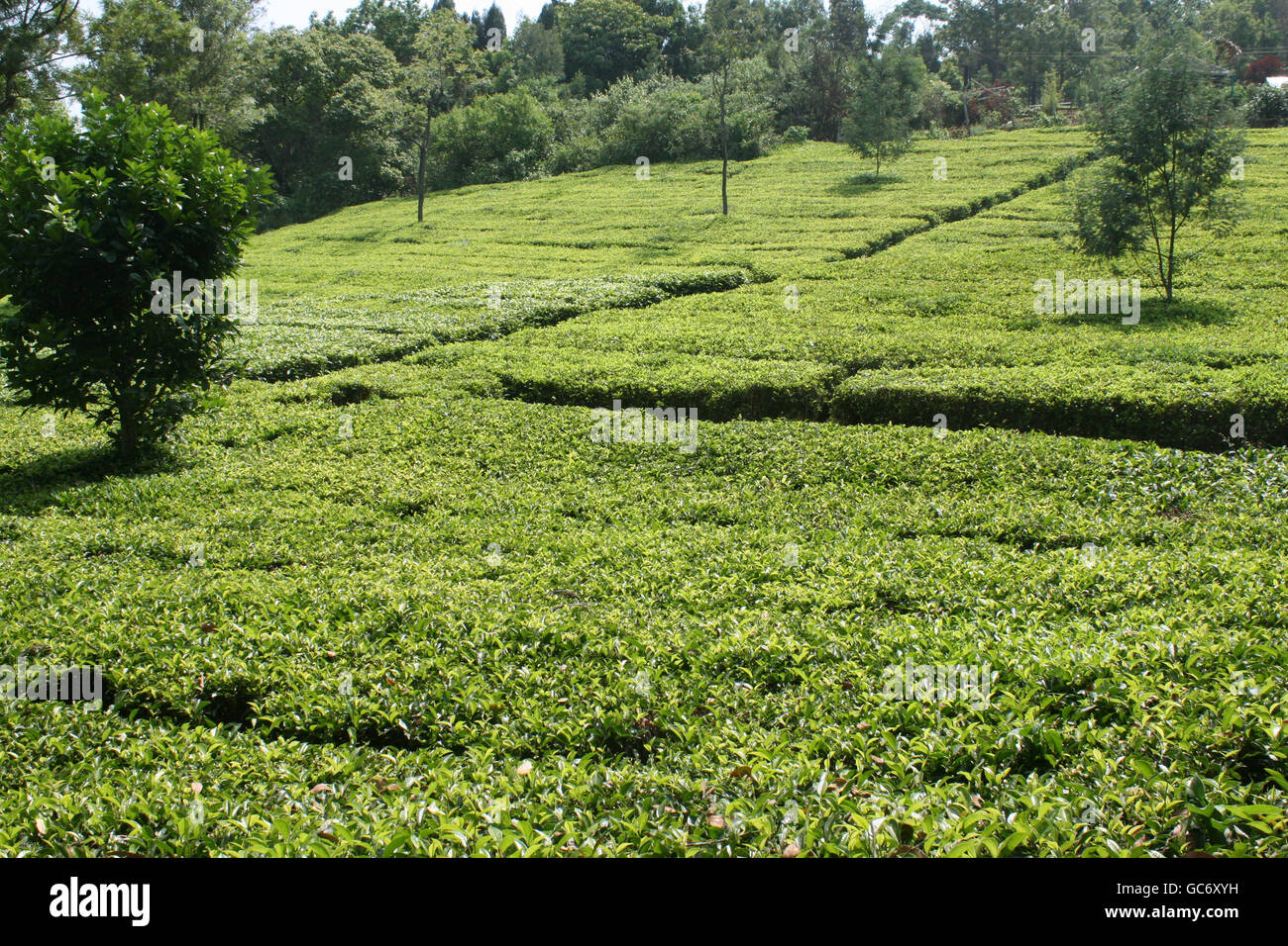 Landscape Of Fresh Tea Plantation In Ooty Stock Photo Alamy