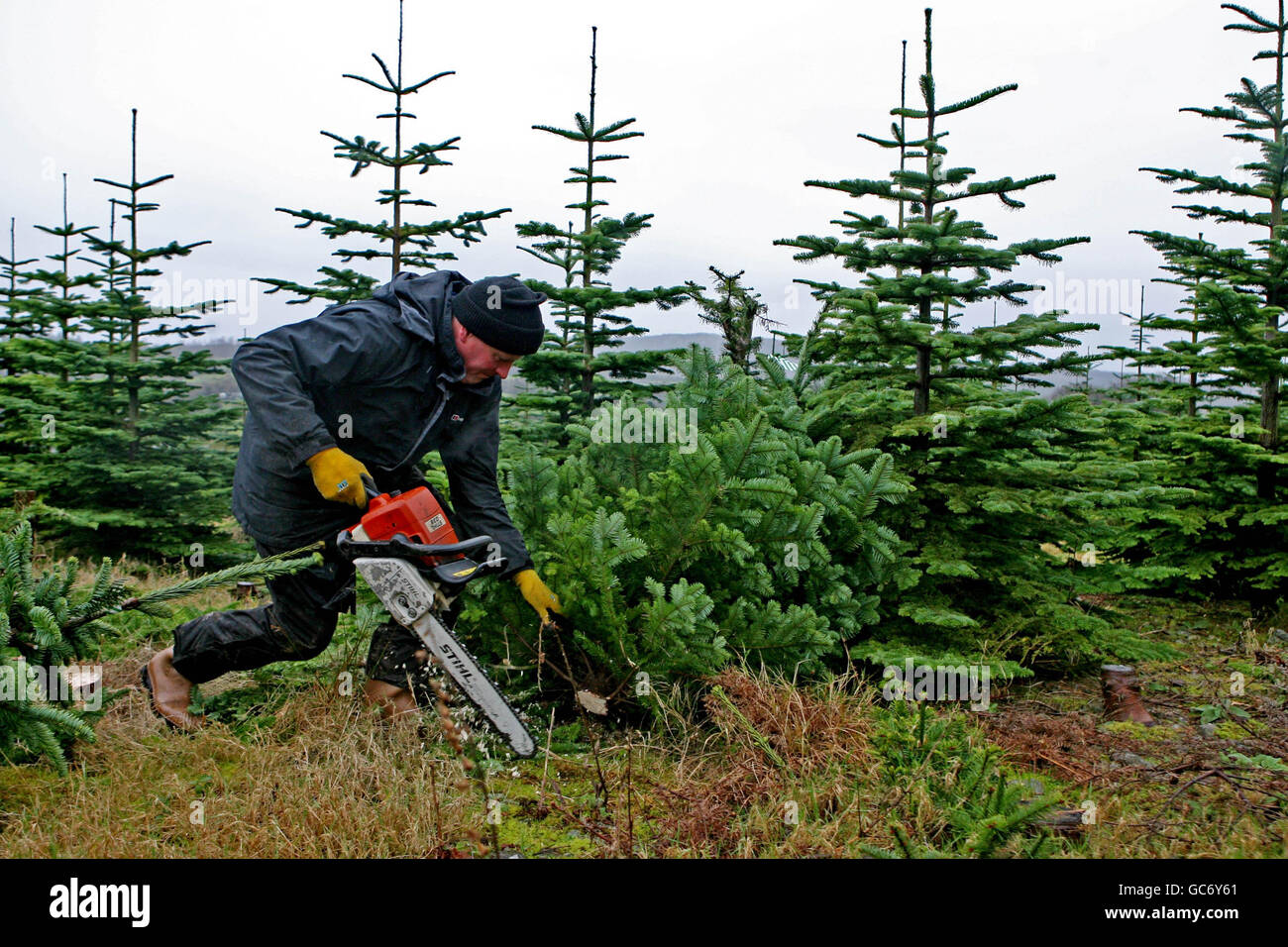 Stephen Cowman cutting down Christmas trees for www.irishxmastrees.com at Parkmore farm in Co. Wicklow. Stock Photo