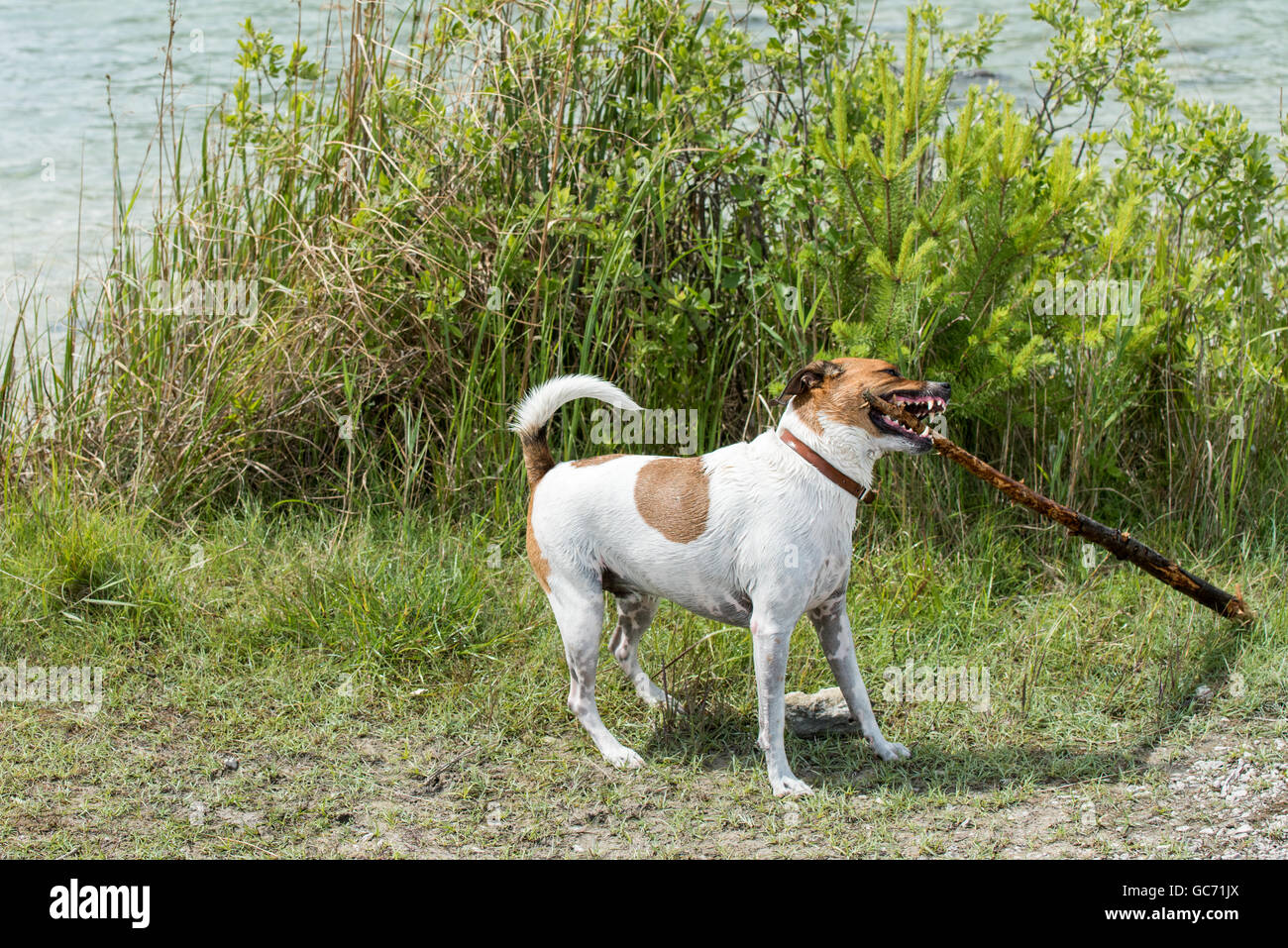 Danish-Swedish Farmdog playing fetch. Stock Photo