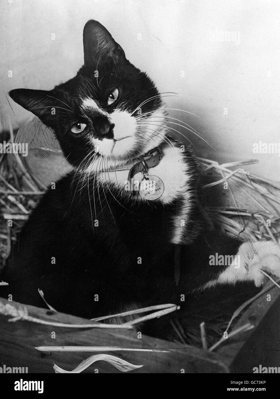 SIMON, THE SHIP'S CAT OF THE FRIGATE AMETHYST, WITH THE DICKEN MEDAL WHICH HE WON IN 1949 FOR DEVOTION TO RAT-KILLLING ONBOARD THE SHIP. SIMON'S MEDAL, THE ONE EVER AWARDED TO A CAT, GOES UNDER HAMMER AT CHRISTIE'S. Stock Photo