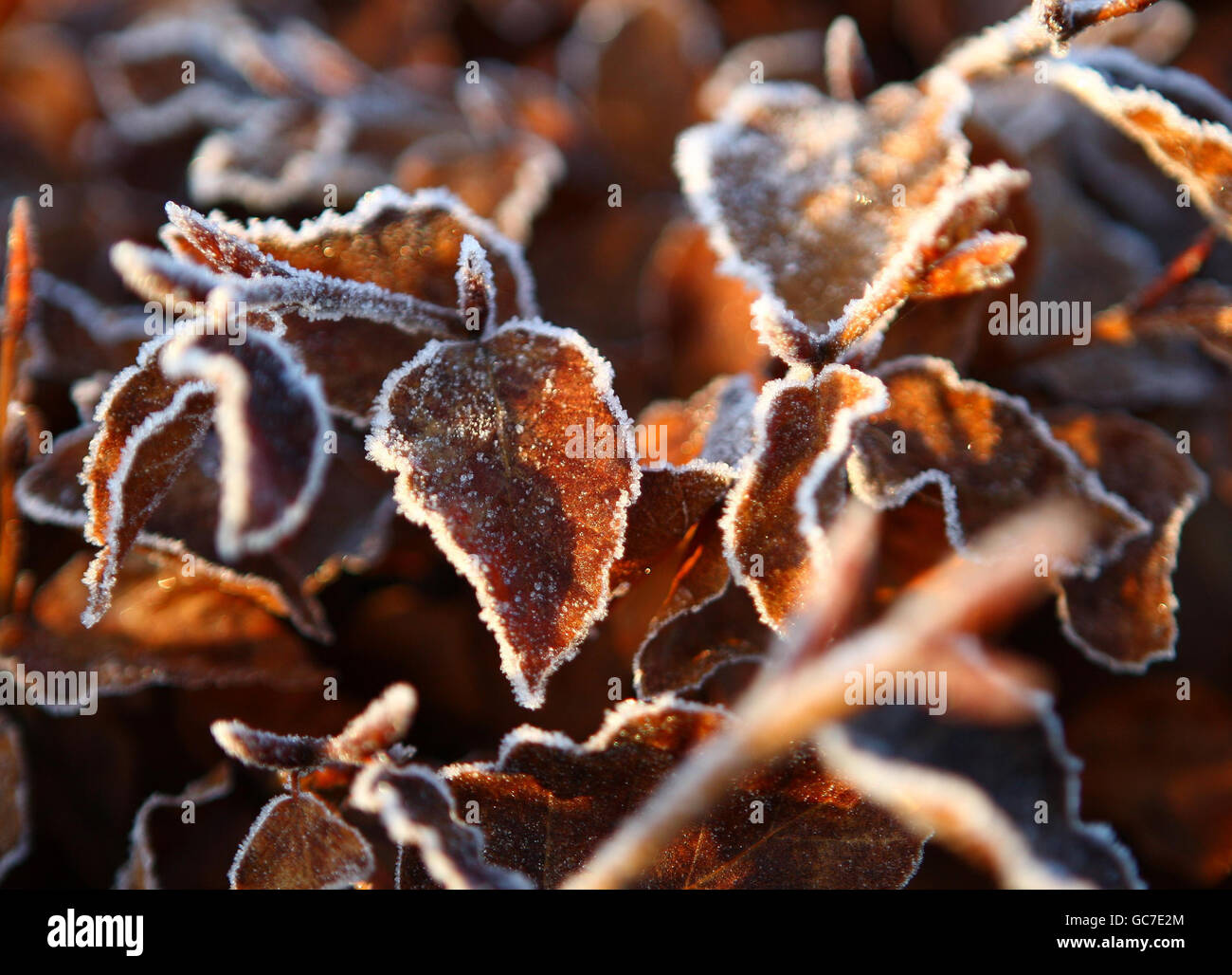 Weather - Winter Scene - Frost-covered Beech Hedge - Scotland. A frost-covered beech hedge in Denny, Scotland. Stock Photo