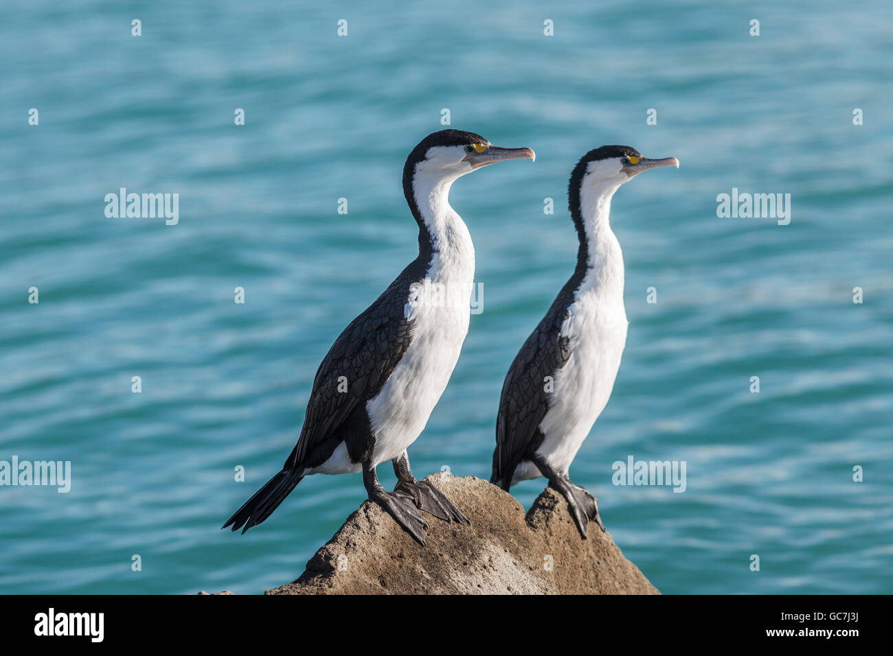A pair of shags perched on rocks at Caroline Bay,Timaru,Canterbury,South Island,New Zealand Stock Photo