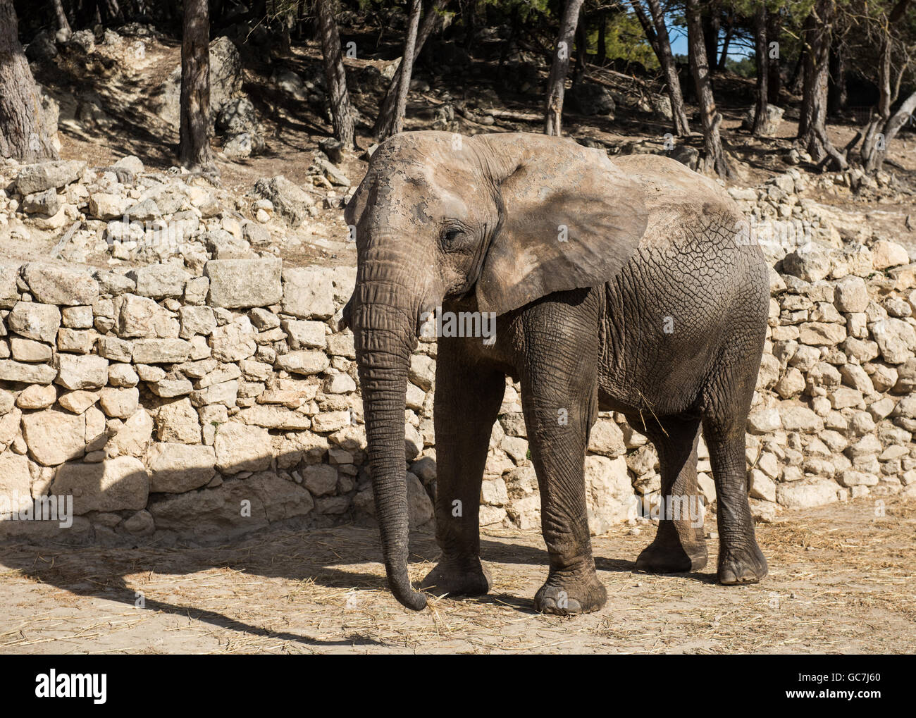 African elephant Stock Photo