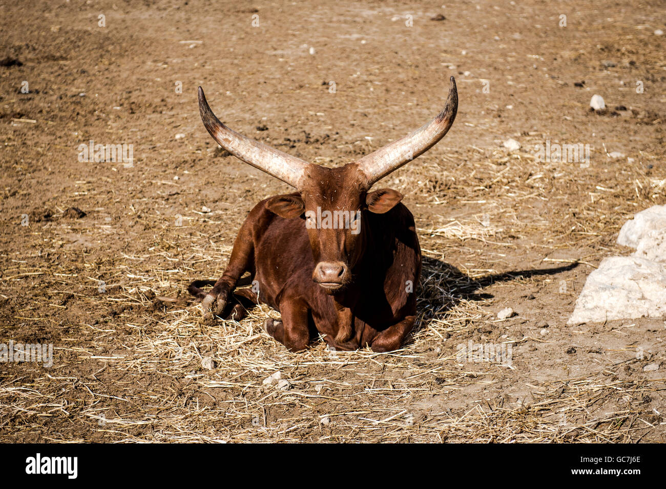 The AnkoleWatusi, also known as Ankole Longhorn outdoors Stock Photo
