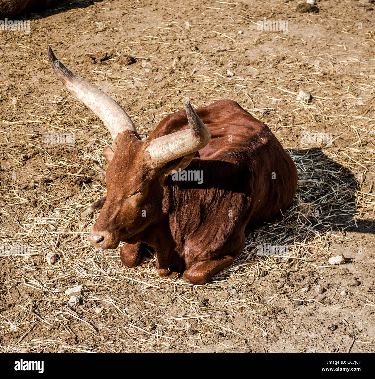 The AnkoleWatusi, also known as Ankole Longhorn outdoors Stock Photo