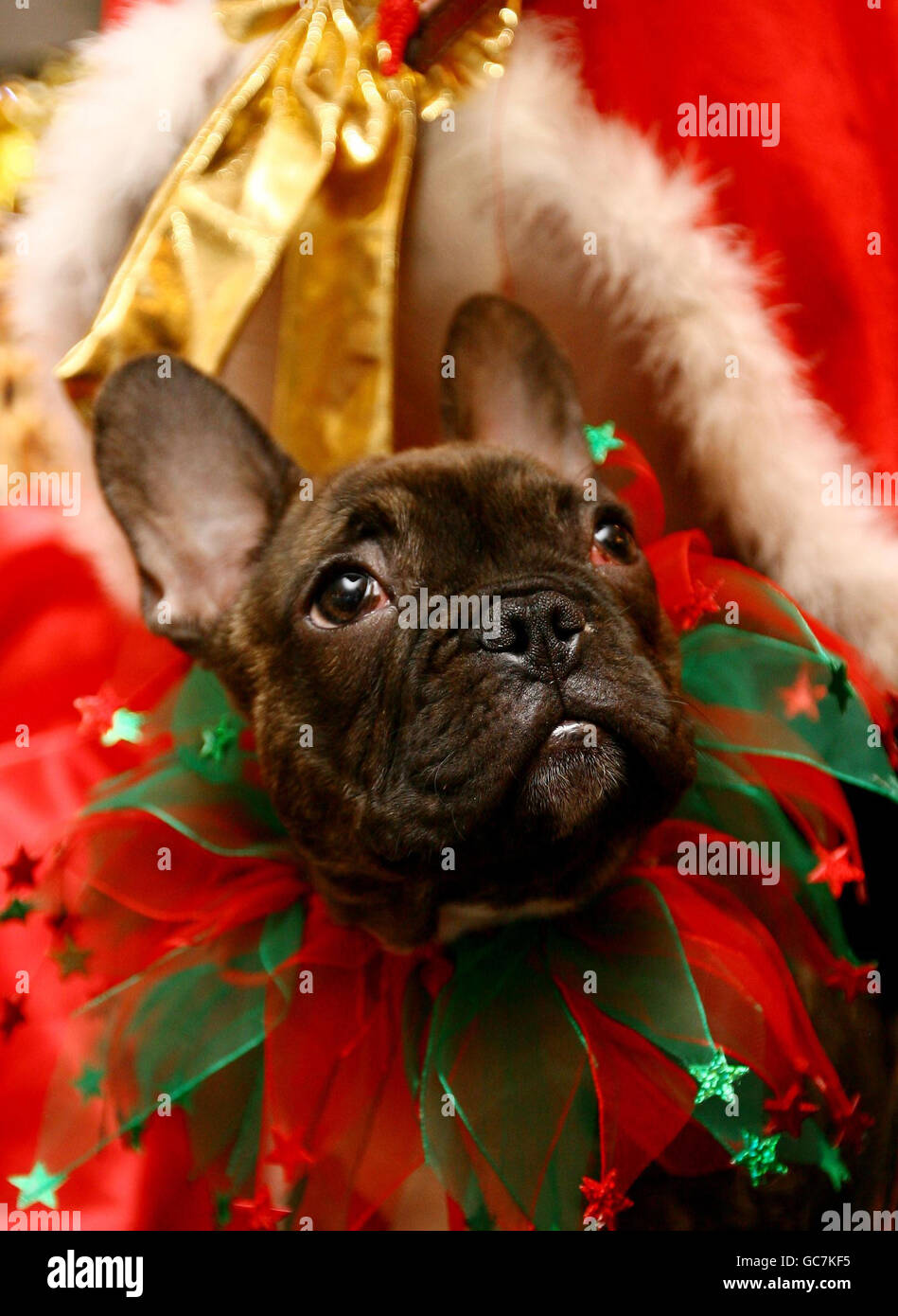 Mr Tumnus, a 14-week-old French Bulldog, enjoys a tea party for dogs at the Metrodeco Teashop in Brighton, East Sussex, as they bid to become the most dog friendly business in the city. Stock Photo