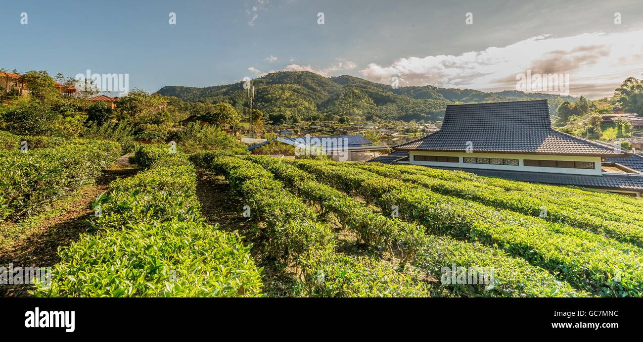 Tea Farm in Mae Aw or Rak Thai Village in Pai district, Mae Hong Son Province, Thailand. Stock Photo