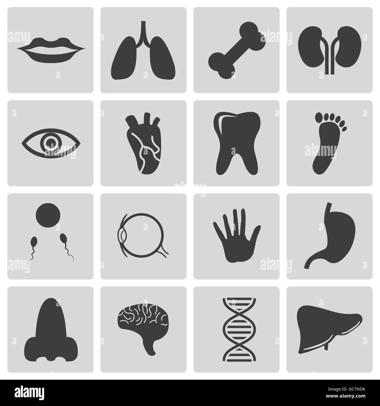 Vector Black Anatomy Icons Set Stock Vector Image & Art - Alamy
