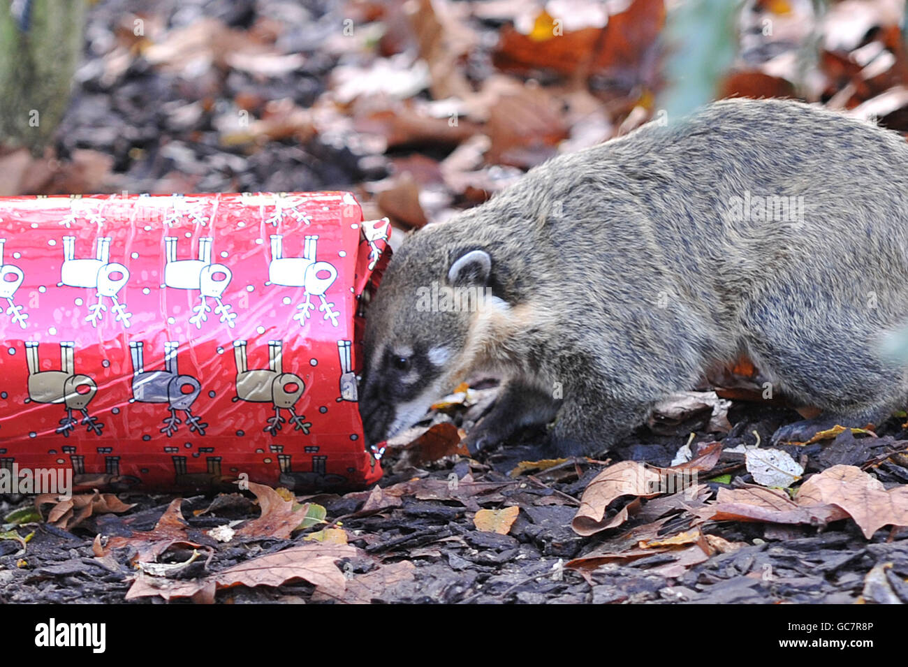 Christmas feeding at London Zoo. A ringtailed coati investigate a