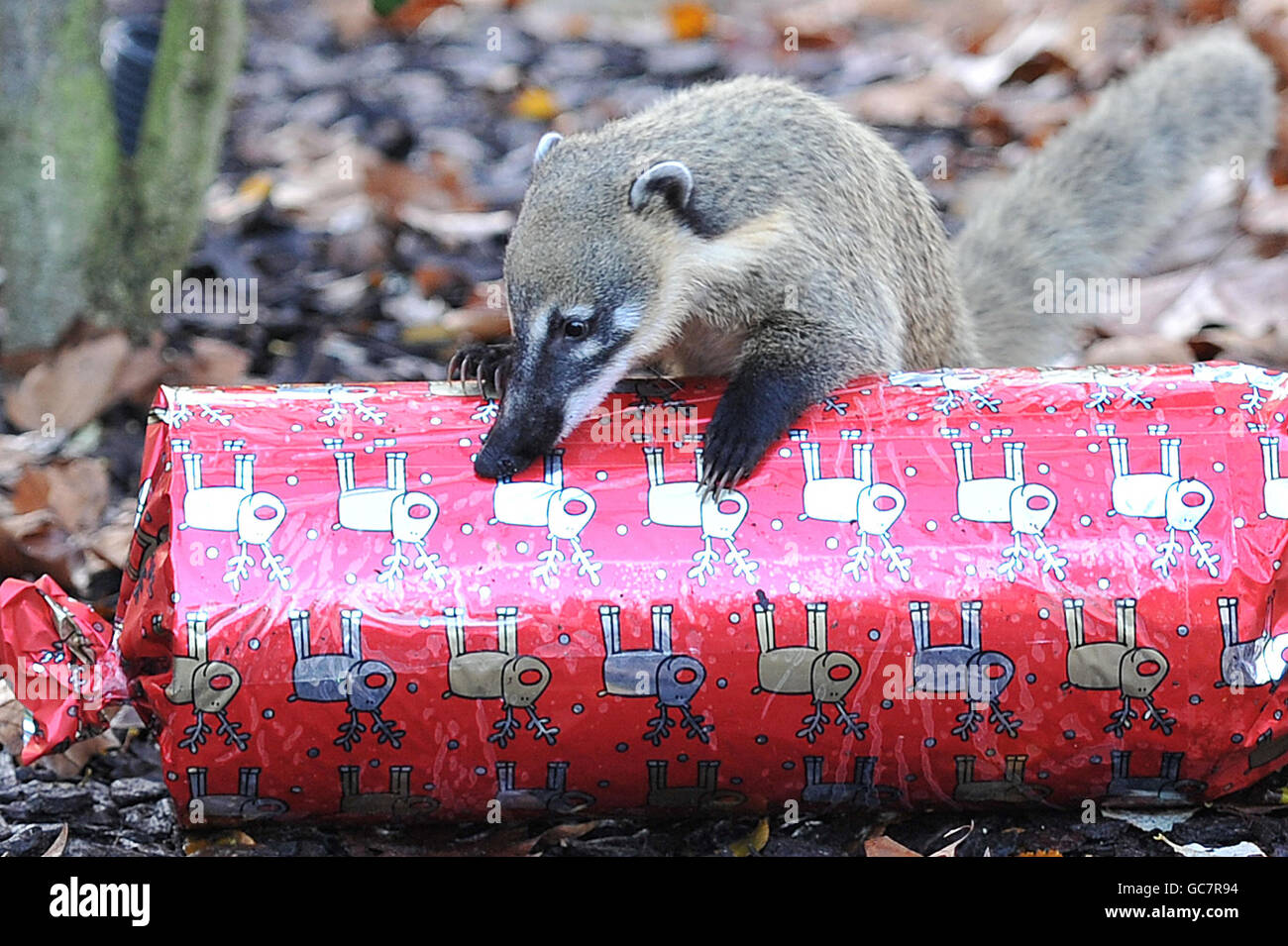 Christmas feeding at London Zoo Stock Photo Alamy
