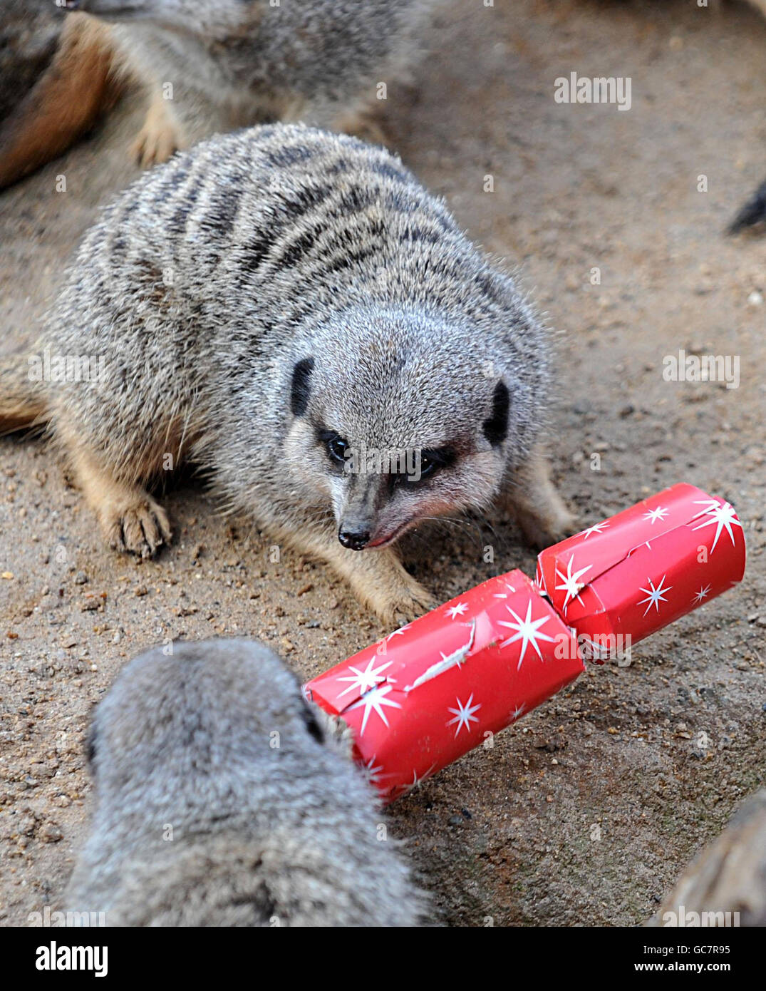 Christmas feeding at London Zoo Stock Photo Alamy