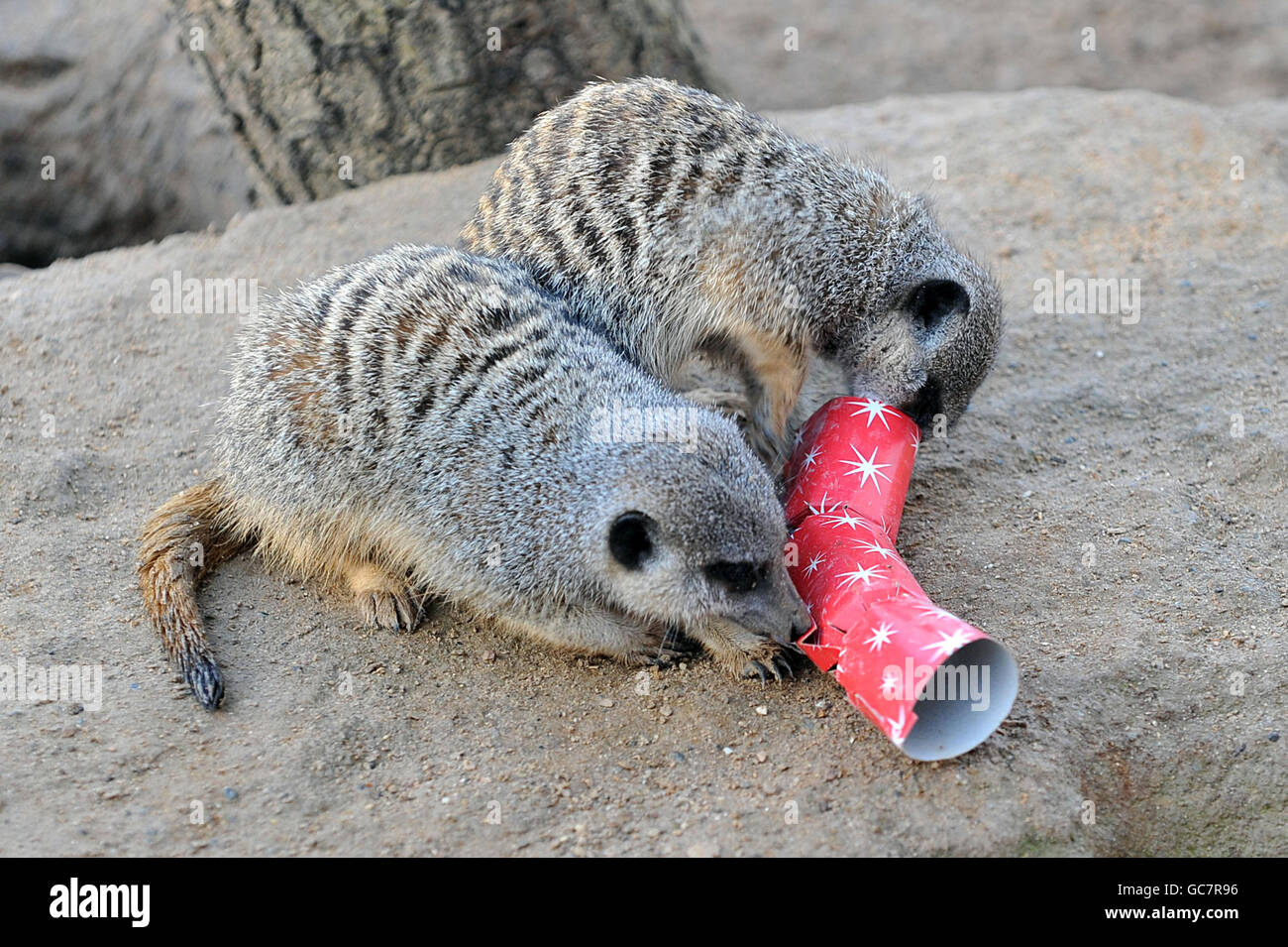 Christmas feeding at London Zoo Stock Photo Alamy