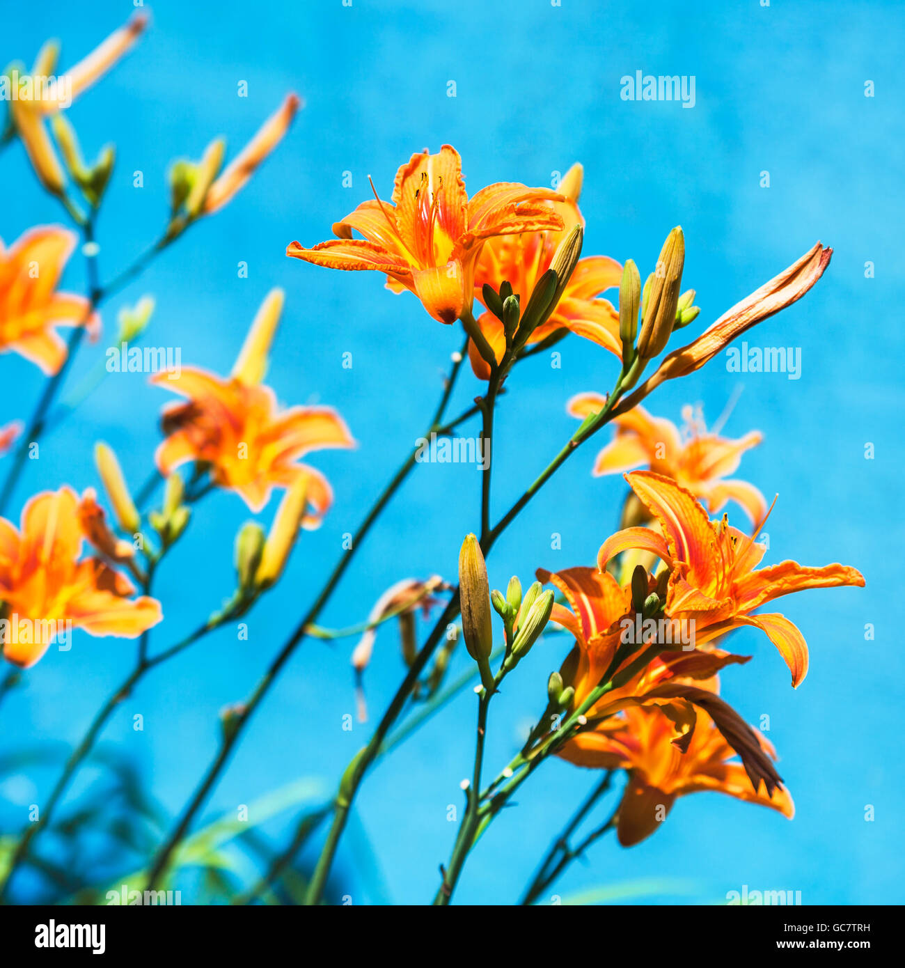 bush with fresh flowers of orange lily with blue background outdoors Stock Photo