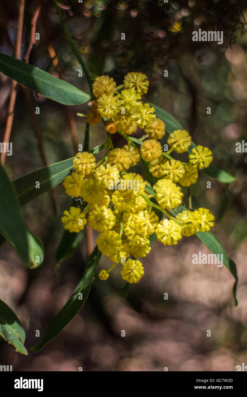 Eucalyptus mimosa Stock Photo