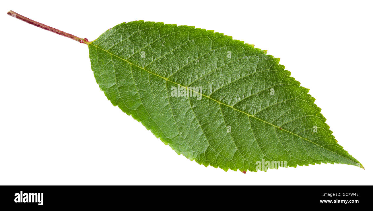 green leaf of Sour cherry tree (Prunus cerasus) isolated on white background Stock Photo