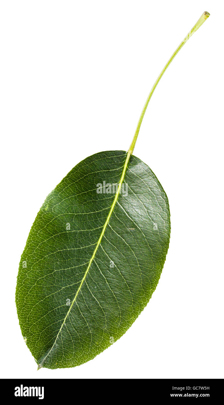 green leaf of pear tree (Pyrus communis, European pear, common pear) isolated on white background Stock Photo
