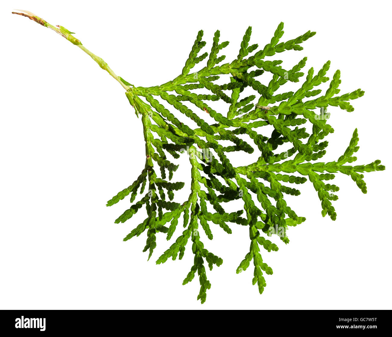 green twig of thuja orientalis plant isolated on white background Stock Photo